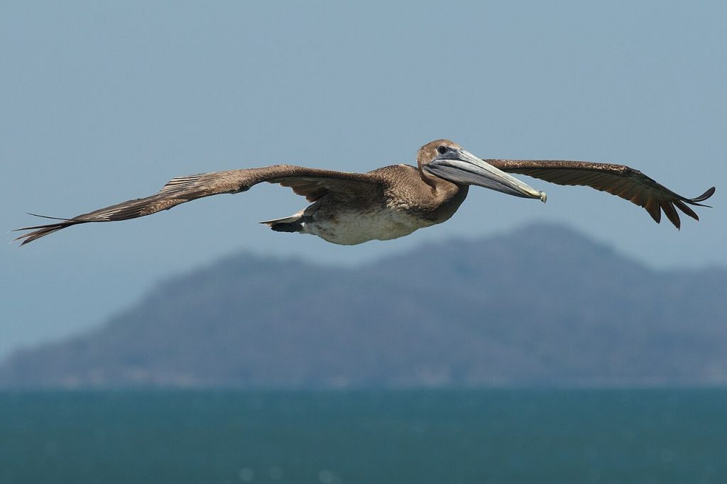 Brown pelican in flight over the sea off the coast