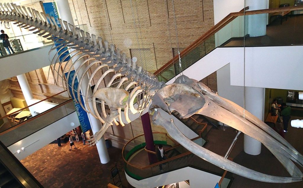 Whale Songs Are Becoming a Measure of Ocean Health A whale's tail above the ocean surface